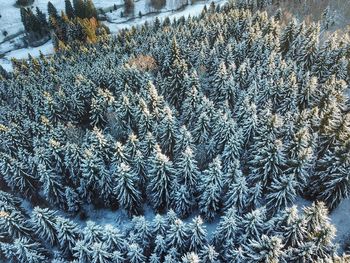 Close-up of frozen tree