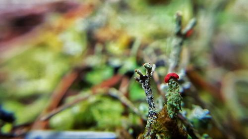 Close-up of plant against blurred background