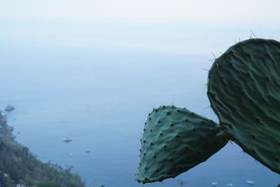 Close-up of cactus plant against sea