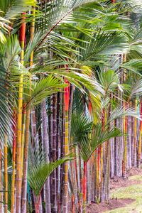 Close-up of palm tree