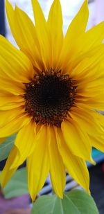 Close-up of sunflower