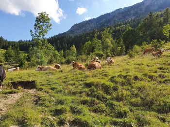 View of sheep on grassy field against sky