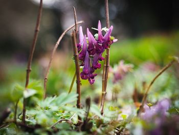 Close-up of pink flowering plant