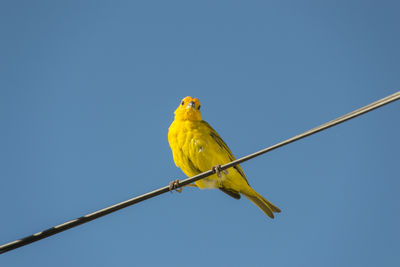 Low angle view of bird perching on pole against clear sky