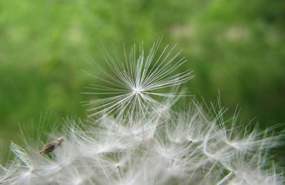 Close-up of dandelion on plant