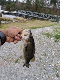 Human hand holding fish