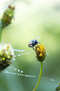 Close-up of insect on yellow flower