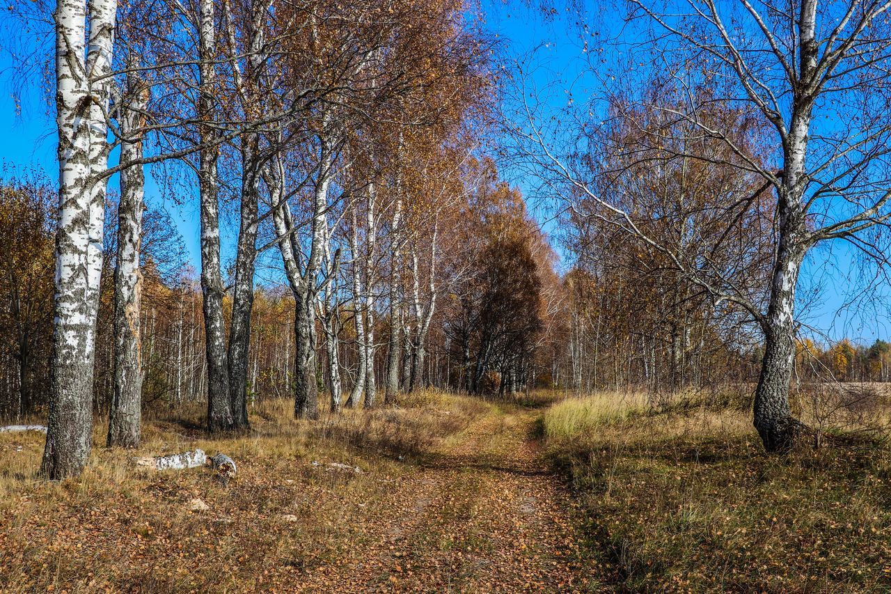 BARE TREES ON FIELD DURING AUTUMN