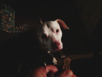 Close-up portrait of dog at home