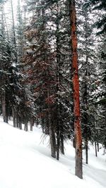 Snow covered trees on snow covered landscape