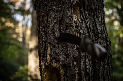 Close-up of tree trunk in forest