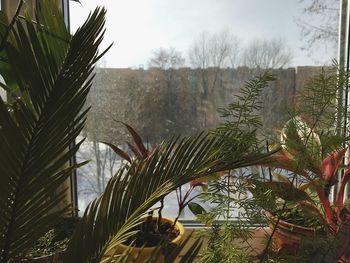 Close-up of fresh flower plants against sky