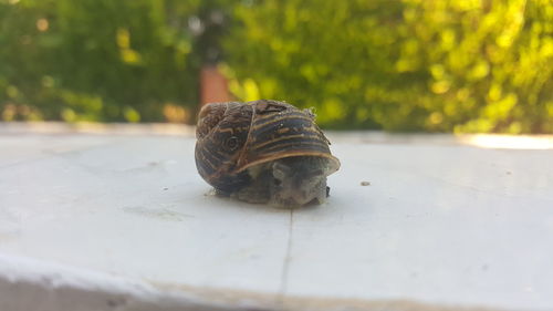 Close-up of snail