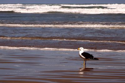 Bird on beach