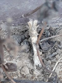 Close-up of tree trunk during winter