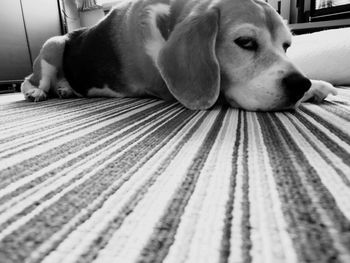 Close-up of dog lying on floor