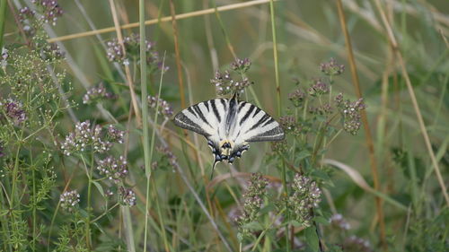 Close-up of butterfly pollinating on purple flower