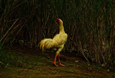 Rooster in farm