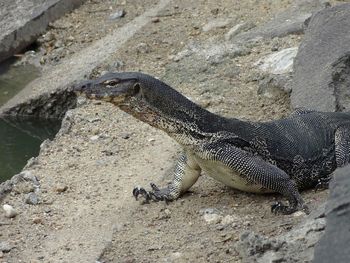 Close-up of lizard on rock