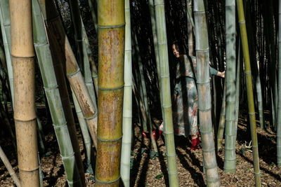 Young woman standing amidst bamboo plants at forest on sunny day