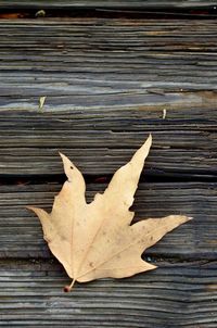 Close-up of leaves on wooden plank