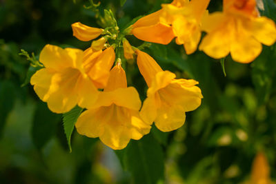 Close-up of yellow flowering plant