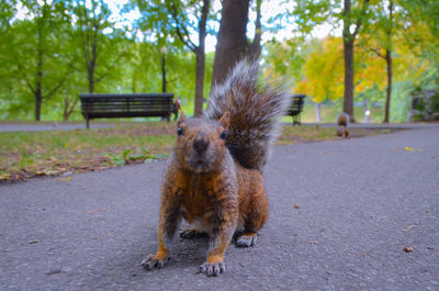 Portrait of squirrel on road in park