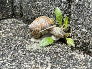 Close-up of snail on rock