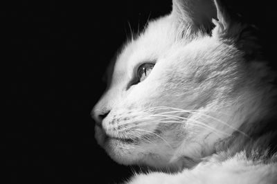 Close-up of cat against black background