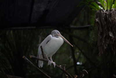 Close-up of bird perching on tree