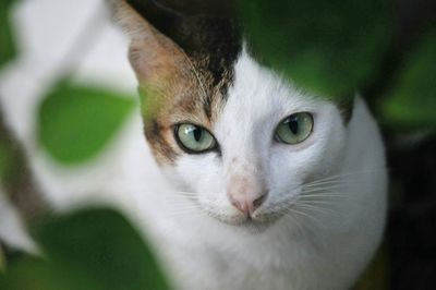 Close-up portrait of cat