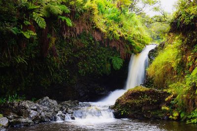 Scenic view of waterfall in forest