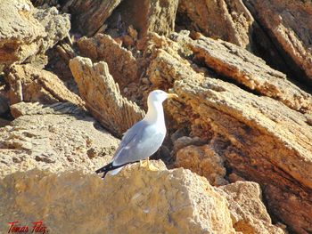 Bird perching on sand