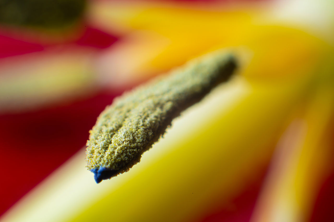 yellow, close-up, macro photography, flower, green, no people, plant, selective focus, petal, leaf, red, freshness, indoors, nature, flowering plant, multi colored, focus on foreground