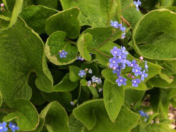 Close-up of purple flowering plants