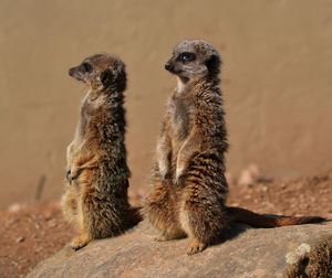 Meerkats rearing up on rock against wall