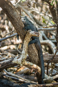 Marine iguana on dried plant