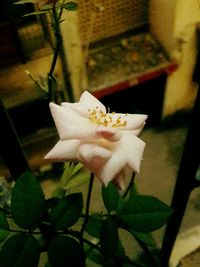 Close-up of flower blooming outdoors