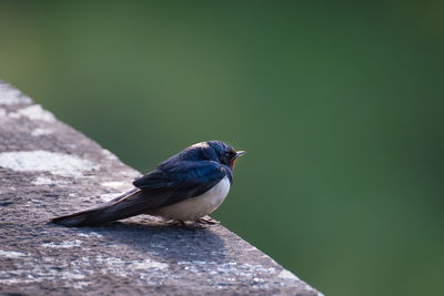 Close-up of bird perching on retaining wall