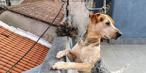 Dog looking away on footpath