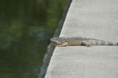 Close-up of lizard on tree