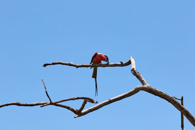 A carmine bee eater eating an insect