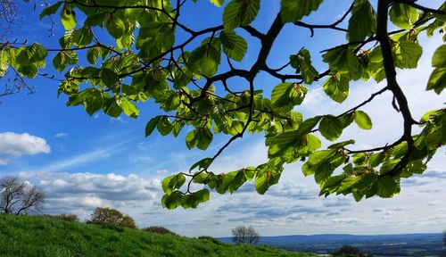 Trees on landscape against sky