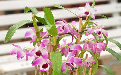 Close-up of pink flowering plant