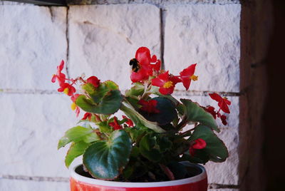 Close-up of red flowers