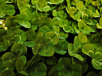 Full frame shot of raindrops on leaves