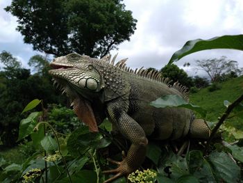 Close-up of lizard on tree