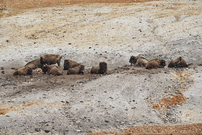 High angle view of sheep on sand