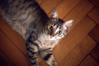 High angle view of tabby cat