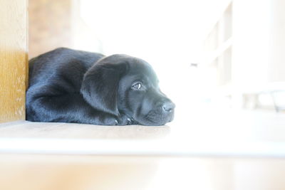 Close-up of dog resting at home